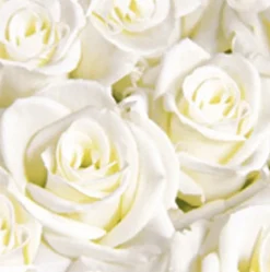 Servietten Im Dinnerformat>DUNI soft®-Serviette 40 x 40 cm White Dreams