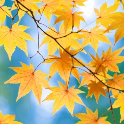 Servietten Im Lunchformat>PAPER + DESIGN Tissue-Serviette 33 x 33 cm Autumn Blaze 3-lagig