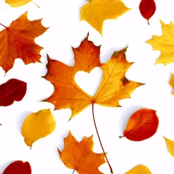 Servietten Im Lunchformat>PAPER + DESIGN Tissue-Serviette 33 x 33 cm Autumn Love 3-lagig