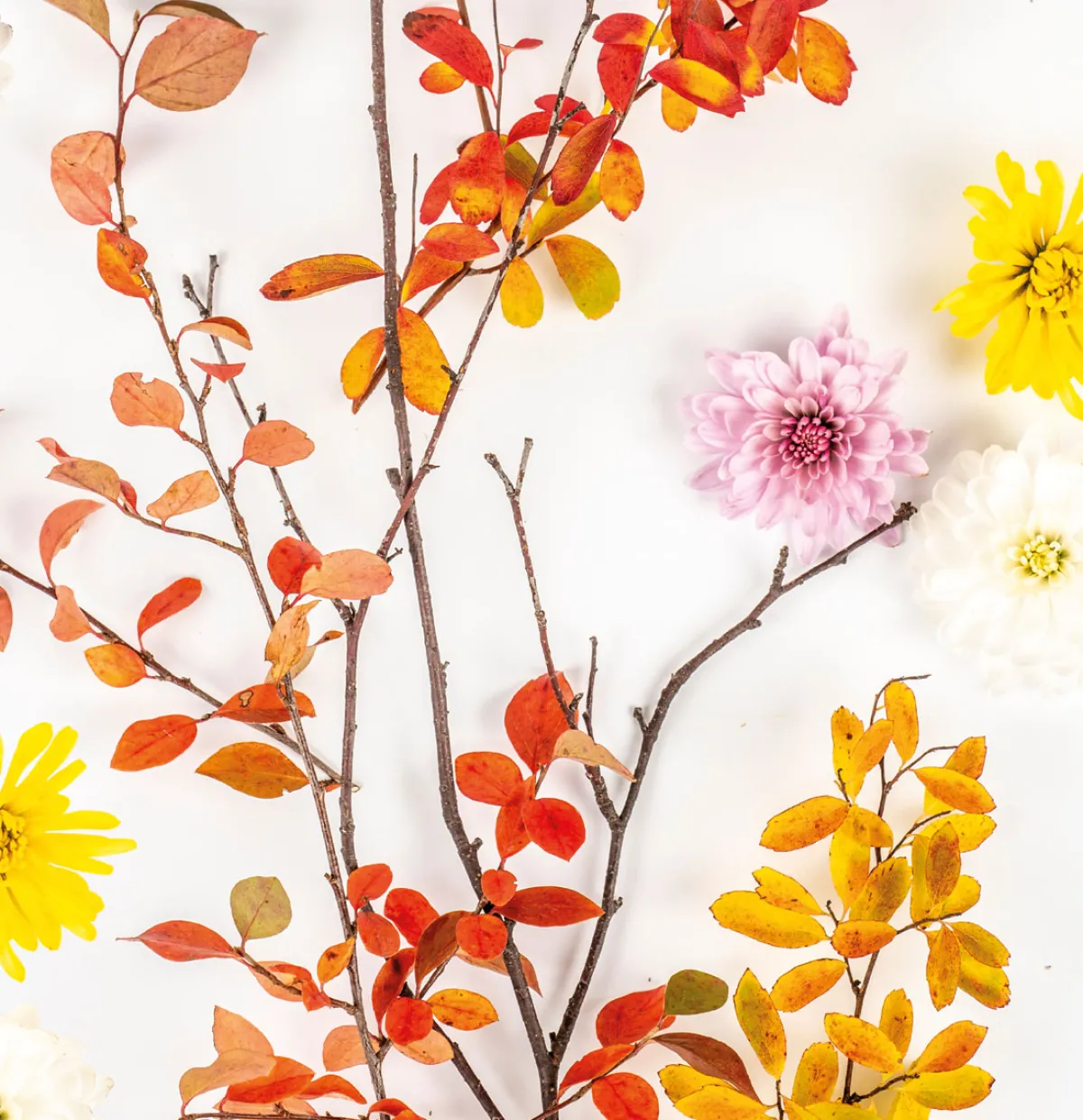 Cocktailservietten>PAPER + DESIGN Tissue-Serviette 24 x 24 cm Autumn Branch 3-lagig