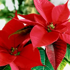 Servietten Im Lunchformat>PAPER + DESIGN Tissue-Serviette 33 x 33 cm Blooming red 3-lagig