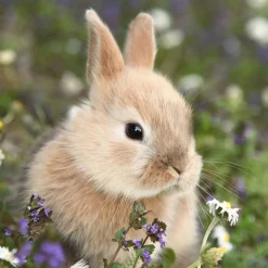 Servietten Im Lunchformat>PAPER + DESIGN Tissue-Serviette 33 x 33 cm Bunny in field 3-lagig