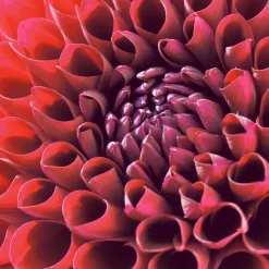 Cocktailservietten>PAPER + DESIGN Tissue-Serviette 24 x 24 cm Dahlia Delight 3-lagig