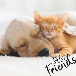 Servietten Im Lunchformat>PAPER + DESIGN Tissue-Serviette 33 x 33 cm Dog & Cat 3-lagig