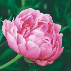 Servietten Im Lunchformat>PAPER + DESIGN Tissue-Serviette 33 x 33 cm Elegant peony 3-lagig