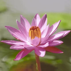 Servietten Im Lunchformat>PAPER + DESIGN Tissue-Serviette 33 x 33 cm Lotus Pink 3-lagig