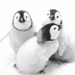 Servietten Im Lunchformat>PAPER + DESIGN Tissue-Serviette 33 x 33 cm Penguin Friends 3-lagig