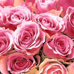 Servietten Im Lunchformat>PAPER + DESIGN Tissue-Serviette 33 x 33 cm Pink Roses 3-lagig