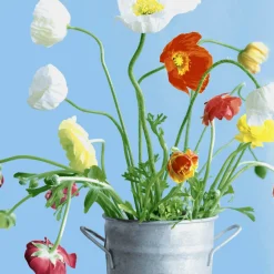 Servietten Im Lunchformat>PAPER + DESIGN Tissue-Serviette 33 x 33 cm Poppies 3-lagig