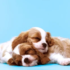 Servietten Im Lunchformat>PAPER + DESIGN Tissue-Serviette 33 x 33 cm Puppy Love 3-lagig