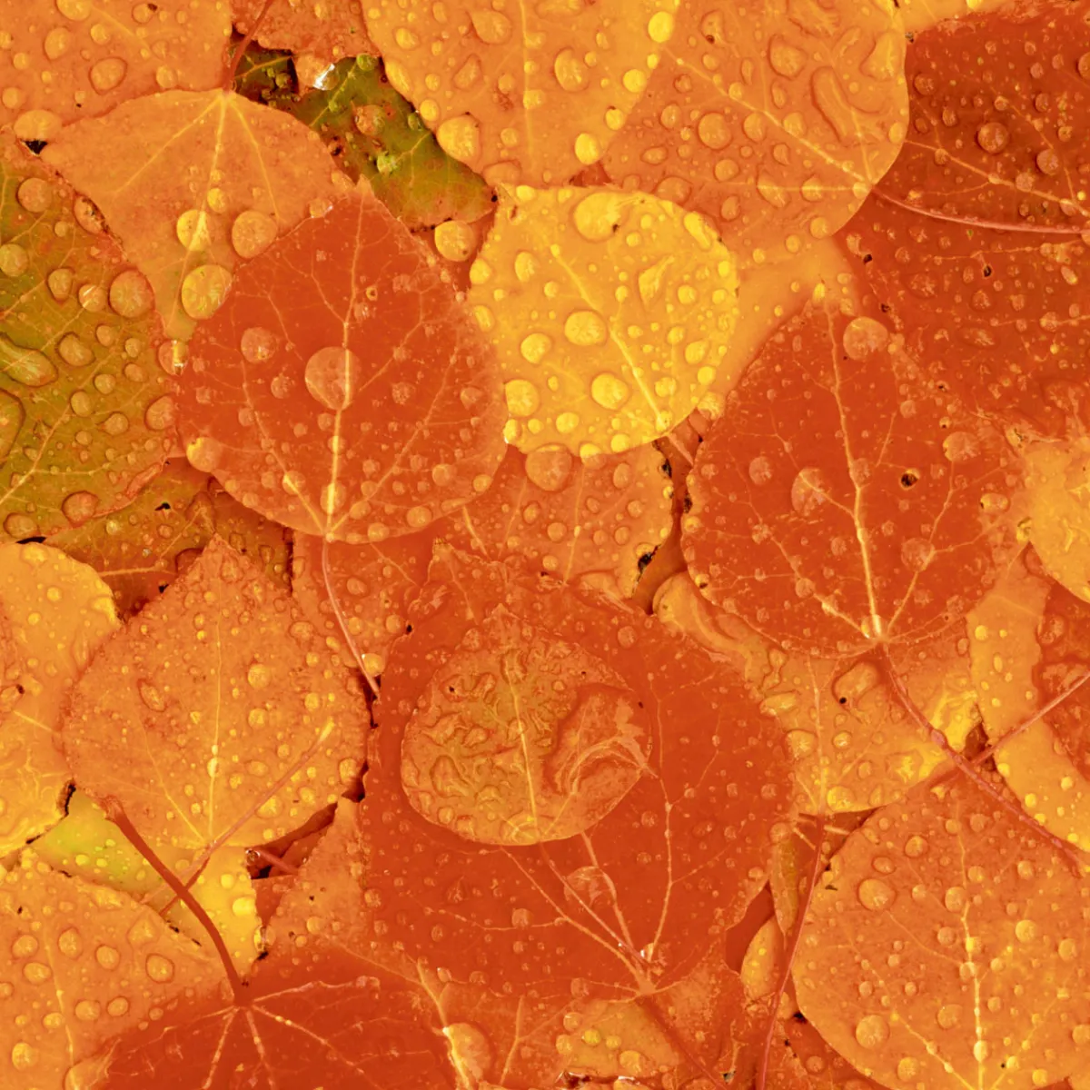 Cocktailservietten>PAPER + DESIGN Tissue-Serviette 24 x 24 cm Rainy Leaves 3-lagig