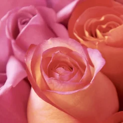 Servietten Im Lunchformat>PAPER + DESIGN Tissue-Serviette 33 x 33 cm Rose Joy 3-lagig