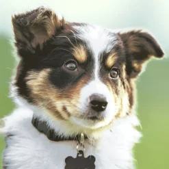 Servietten Im Lunchformat>PAPER + DESIGN Tissue-Serviette 33 x 33 cm Sweet Dog 3-lagig